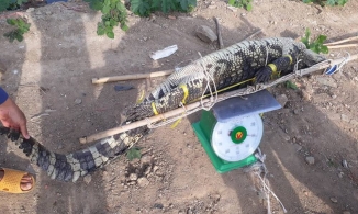 Vũng Tàu đã bắt được con cá sấu sổng chuồng ở hồ nước gần khu dân cư