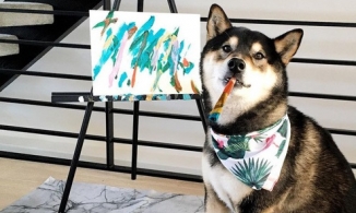 Chú chó Shiba thu nhập tận 400 triệu nhờ bán 288 bức tranh tự vẽ