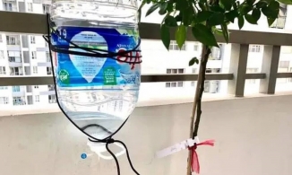 Về quê ăn Tết, cây cảnh không ai trông, cô gái có cách làm cực sáng tạo khiến dân mạng nể phục