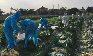 Người dân kêu gọi giải cứu nông sản giúp bà con Hải Dương, nhìn giá mà xót