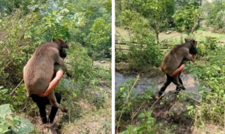 Thực hư hình ảnh anh Nguyễn Ngọc Mạnh cõng cả nghé con lạc mẹ gây xôn xao