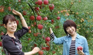 Vì sao người Nhật Bản không bao giờ ăn hoa quả do chính mình trồng?