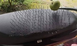 Cười ngất với chiêu khẳng định chủ quyền quá độc đáo của 'nóc nhà'