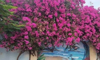 MXH xôn xao vì giàn hoa giấy nổi tiếng ở Vũng Tàu bị kẻ gian cưa gốc