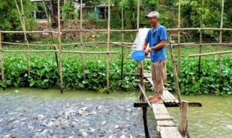 An Giang: Xuất hiện đàn cá tra chỉ ăn chay, ngày nào cũng rủ nhau đi xin ăn