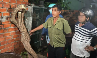 Đã bắt được kẻ cưa trộm giàn hoa giấy nổi tiếng ở Vũng Tàu