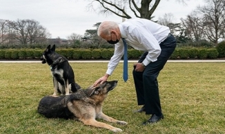 Chó cưng nhà Tổng thống Mỹ Biden lại cắn người