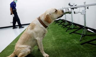 Xuất hiện chủng virus corona mới có thể truyền từ chó sang người