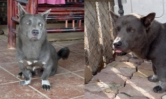 Idol Nguyễn Văn Dúi comback với biểu cảm 'khinh đời' gây sốt