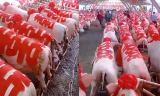 Bà mẹ của năm: Con gái lấy chồng, mẹ 'hồi môn' 288 con lợn dán chữ hỷ đỏ rực cả xóm