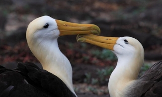 Tỷ lệ ngoại tình, ly hôn ở loài hải âu tăng kỷ lục trong 15 năm qua