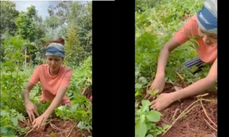 Hoa hậu H'Hen Niê rũ bỏ xiêm y lộng lẫy đi mót khoai lang