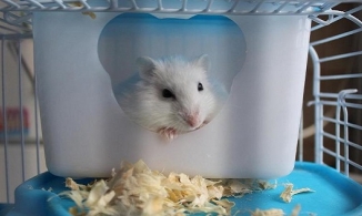 Phát hiện chuột hamster có thể lây Covid cho người