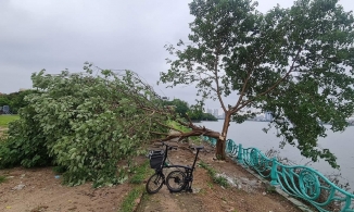 “Cây cô đơn” ở hồ Tây bị chặt trộm giữa đêm, công an truy tìm thủ phạm