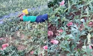 Cụ ông Nghệ An khóc thảm thiết, nằm vật vã bên ruộng dưa bị kẻ xấu phá hoại