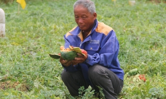 Cụ ông Nghệ An muốn tha thứ cho nhóm thanh niên phá ruộng dưa vì nhỏ dại