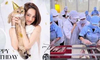 Bảo Anh chi tiền tỷ  mua hẳn nhà máy sản xuất pate riêng cho mèo cưng