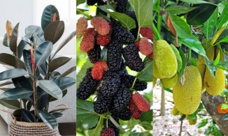 4 loại cây trồng trước nhà rất dễ không lục đục cũng gặp lắm điều không thuận