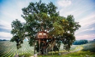 10 thiết kế “nhà trên cây” đẹp như thơ khiến muôn người thổn thức 