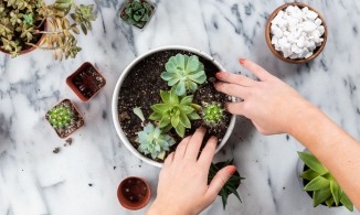 6 bước trồng chậu cây cảnh mọng nước cho nhà thêm xinh 