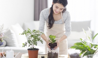 Chăm sóc cây cảnh vào mùa Thu: 4 lời khuyên cực kỳ hữu ích