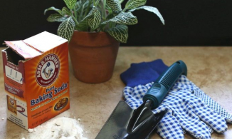 Baking soda: Nguyên liệu tuyệt vời giúp chăm sóc cây cảnh hiệu quả