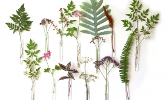 Trang trí tường nhà ngày Tết sống động với lọ hoa tự làm bằng... ống nghiệm