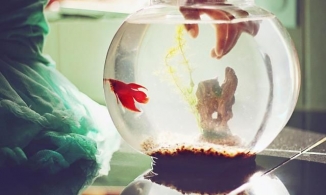 Đặt bể cá trong phòng ngủ: Nên hay không theo quan niệm phong thủy?