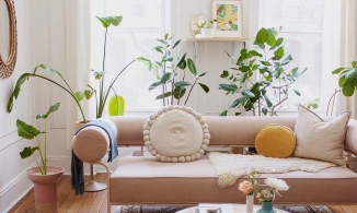 5 loại cây cảnh tuyệt đẹp, phù hợp để trang trí cho phòng khách thêm phần quyến rũ