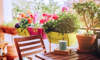 Những 'ứng cử viên' lý tưởng cho người đang tìm cây cảnh trang trí ban công