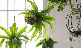 Cây cảnh treo tường: 7 'ứng cử viên' sáng giá cho ngôi nhà thêm xanh mướt