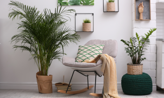 7 lợi ích tuyệt vời khi bạn chọn sử dụng cây cảnh để trang trí không gian sống