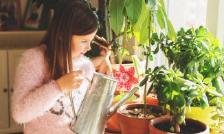 5 điều cần biết khi tưới cây cảnh để cây trong nhà luôn căng tràn nhựa sống