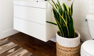 5 loại cây cảnh vừa trang trí nhà vừa giúp khử mùi nhà vệ sinh hiệu quả