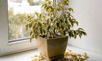 5 thứ nên loại bỏ để mời gọi năng lượng tích cực vào nhà theo quan niệm phong thủy