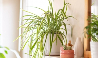 6 loại cây cảnh này là 'ứng cử viên' tuyệt vời cho những căn phòng thiếu sáng