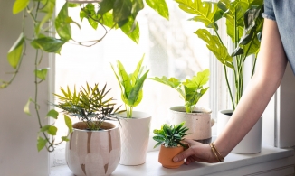 Những ý tưởng đơn giản để trang trí cửa sổ phòng bếp xinh xắn hơn