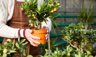 6 loại cây cảnh, hoa có mùi thơm tuyệt vời cho nhà bạn luôn ngát hương