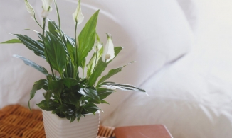 Trồng 6 loại hoa, cây cảnh này nhà vừa đẹp vừa dễ có giấc ngủ ngon