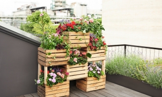 Trồng cây trong thùng gỗ: Những điều cần biết để trồng cây ở nhà phố hiệu quả