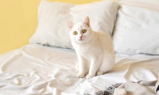 Cách khử mùi hôi của đệm khi bé yêu hoặc thú cưng lỡ tè dầm