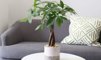 Tất tần tật về cây kim ngân, loài cây cảnh trang trí nhà đẹp lại rước tài lộc về nhà