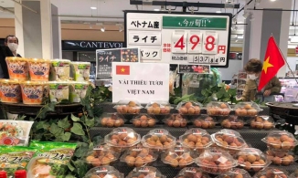 Sốc với miếng mít chỉ có 3 múi giá 60.000 đồng