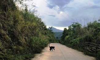 Quảng Trị: Voọc gáy trắng lao ra đường tấn công người