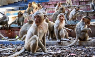 Khu du lịch vắng khách, động vật bị bỏ đói và giết thịt