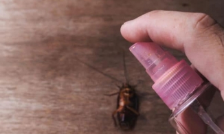 Trung Quốc: Người đàn ông tự ý xịt thuốc diệt côn trùng vào lỗ tai để diệt gián