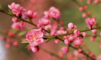 Tết Nguyên đán Tân Sửu 2021 vào ngày nào dương lịch?