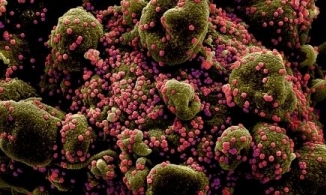 Nhật Bản phân lập thành công biến thể Covid-19 ở Anh