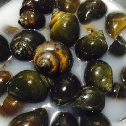 Mách nhỏ cách loại bỏ hết cặn bẩn và nhờn của ốc