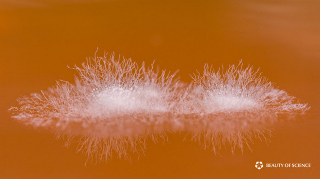 Vi khuẩn mốc Aspergillus oryzae.